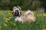 SHIH TZU 249